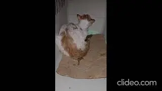 Seven males are neutered and released