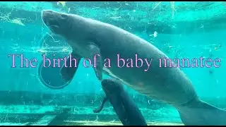 The birth of a male baby manatee!
