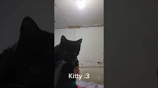||Kitty :3||#cat #transition #blackcat||