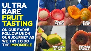 Ultra rare fruit tasting in Hawaii on the farm we are trying to start! Join us on the adventure!