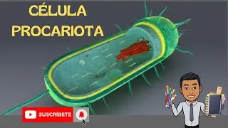 Célula Procariota / funciones / partes / estructura
