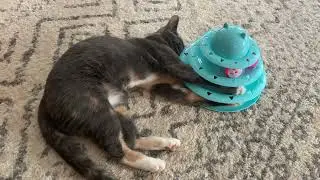 Best cat toy for a curious cat - full video