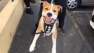Rééducation staff agressif humain - sur protection du maître - mental dog éducateur canin