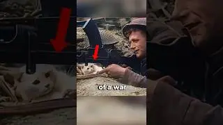 Почему мы используем кошек на войне? 🐈🪖😱