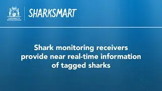Shark Monitoring Network | Department of Primary Industries and Regional Development