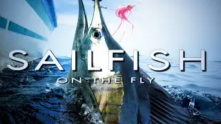 Sailfish on the Fly - Intro Teaser!