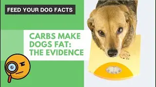 Feed Your Dog Facts Podcast | Ep. 08 | Carbs Make Dogs Fat