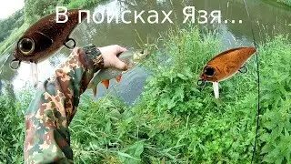 В поисках пассивного язя