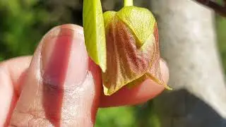 Pawpaw flower stages and pollination