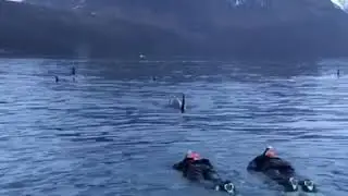 Curious #orca 😎