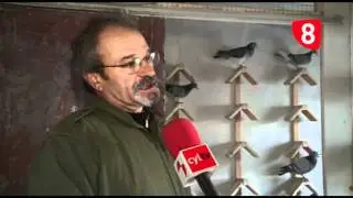 ENTREVISTA A LORENZO RINCÓN, COLOMBÓFILO