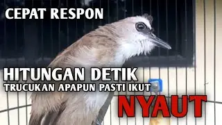CEPAT DIRESPON !! Hitungan Detik Trucukan Jenis Apapun Pasti Ikut NYAUT Dengar Pancingan Ini