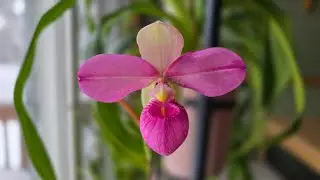 Sophie's Garden 美洲兜兰 Phrag. Eumelia Arias