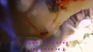Squat Lobster (galathea sp) Hiding of Pagkilatan