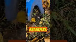 Tryffelin poimintaa