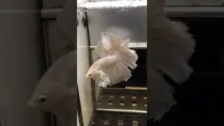 Betta Fish From Like Galaxy, Dumbo, Koi Betta, SpadeTail, Halfmoon