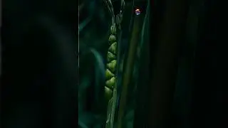 How Teosinte Became Modern Maize