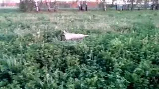 Спаниель работа по Коростелю. Spaniel work corncrake.