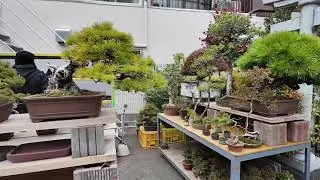 Ueno Green Club w&auml;hrend der 100. Kokufu-ten / Bonsai Reise nach Japan Video #2