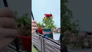 Easy to water garden with your phone #shortsfeed #shorts #short #gadgets #youtubeshorts