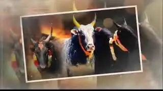 jalli kattu what's app status 2021 /Mk creation