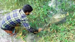 Best Hand Fishing-Big Fish Hunting From Mud Water-Big Fish Hunting in the Village Pond