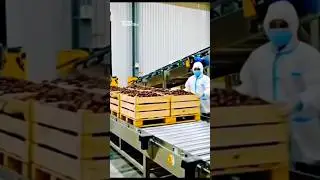 Next Gen Date Factory #insidethefactory #farming #factorytour #productionfacility #food