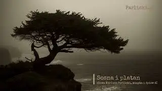 Sosna i platan, Mariusz Parlicki