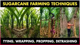 Sugarcane Farming | Sugarcane Cultivation | Sugarcane Propping, Tying, Wrapping, Detrashing