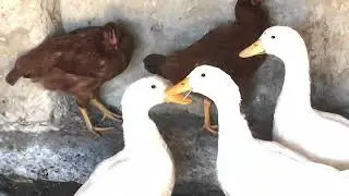 (Az &eacute;n kis farmom)Bemutatkoz&aacute;s?!🐐🐓🐥🦆