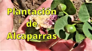 Plantaci&oacute;n de Alcaparras. Seguimiento y cuidados 1er. a&ntilde;o.