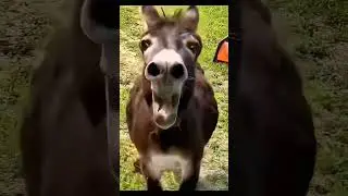 Funny donkey | Zoo Entertainment ❤️