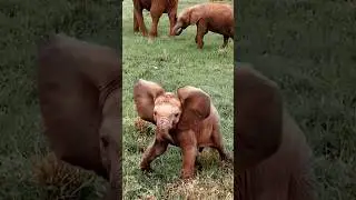 Animais vers&atilde;o beb&ecirc; 😲🥚