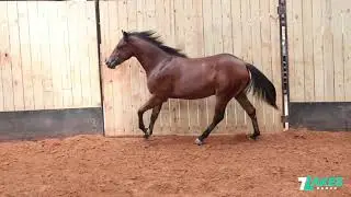 HIP 80