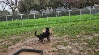 Dolly, pupperoni, bonavita, available to adopt, Bradshaw animal shelter, Sacramento CA 