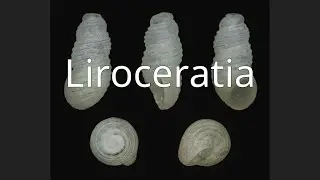 Liroceratia