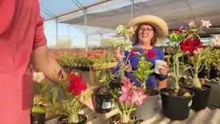 Nutrição de Rosa do Deserto: Qual o melhor adubo?