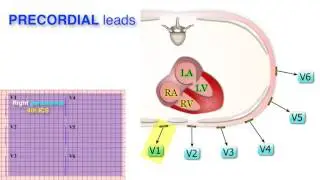 ECG Basics 3/10 - Leads