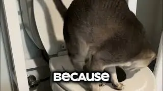 Cat Throne seat is perfect for cats!