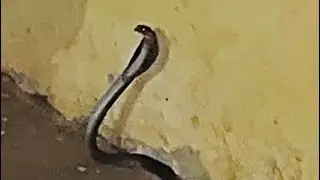 Indian black cobra rescued without snake stick 🐍        #youtube #cobra #rescue #viral #youtuber
