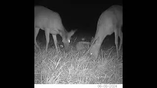 Wildlife Wonders Capturing Bucks on Trail Cam #buckdeer #trailcamera #wildlife #nature