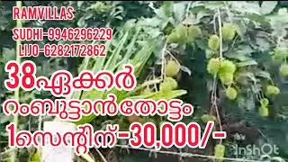 38ഏക്കർ റംബുട്ടാൻ തോട്ടം 1സെന്റിന് 30,000/-/RV102/കാഞ്ഞങ്ങാട് RAMVILLAS.......