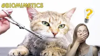 ANO ANG MANGYAYARI KAPAG GINUPIT ANG BALBAS NG PUSA