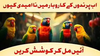 Ab Birds ke kam mein Na ummid hi kyon.? |  اب برڈز کے کاروبار میں ناامیدی کیوں ۔؟ |R.S birds aviary