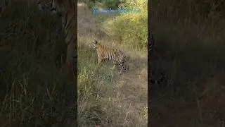 Sundarban Tour | #shorts   #royalbengaltiger #sundarban