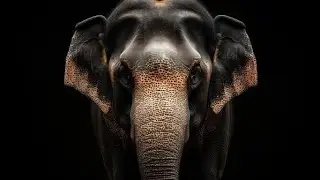 How Elephants Communicate: Vibrations and Sounds