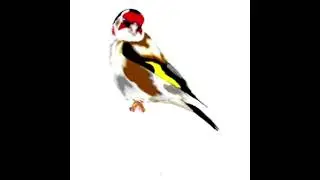 Chant tiperli tiwawati gazeret tiwawati servati