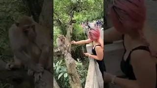 A Rare Moment trust between monkey and girl. #monkey #entertainment #animals #story