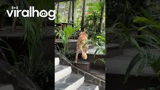 Dog With a Lion Haircut || ViralHog