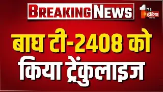 Ranthambore Tiger Reserve: बाघ टी-2408 को किया ट्रेंकुलाइज | Rajasthan Forest Department
